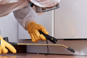 Messie Schädlingsbekämpfung Falkensee